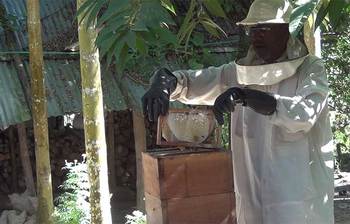 মৌ চাষে সহজে বাড়তি আয়