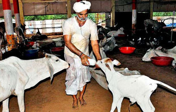 গরুর জন্য অ্যাম্বুলেন্স ও হোস্টেলসহ অনেক সুবিধা