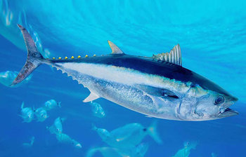 একটি মাছের দাম ২২ কোটি টাকা!