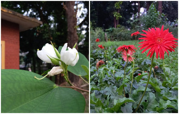যেখানে জ্ঞানের আলোর সঙ্গে সুবাস ছড়াচ্ছে বাহারি ফুল