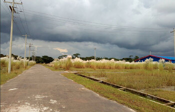 কাশফুলের অপরূপ সৌন্দর্য