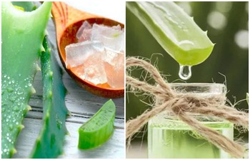 যেভাবে অ্যালোভেরা খেলে ‌দ্রুত ওজন কমবে