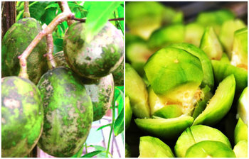 এই সময়ে আমড়া কেন খাবেন?