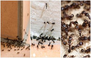 পিঁপড়ার যন্ত্রণা থেকে মুক্তি পাবেন যেভাবে