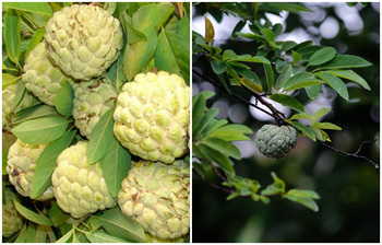 আতা ফল যেসব রোগ থেকে দূরে রাখে