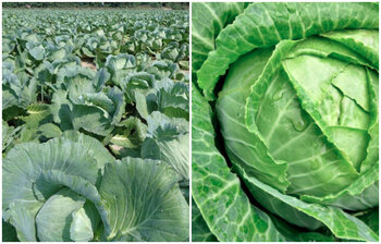 শীতকালে বাঁধাকপি খাবেন কেন?