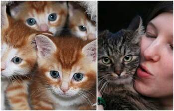 বিড়ালপ্রেমীরা যেসব কারণে সতর্ক হবেন