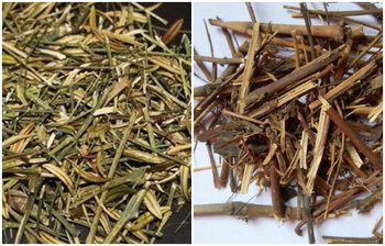 যেসব রোগ সারাবে চিরতার পানি