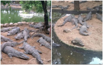 এশিয়ার সবচেয়ে বড় কুমির সংরক্ষণকেন্দ্র করোনায় ক্ষতিগ্রস্ত