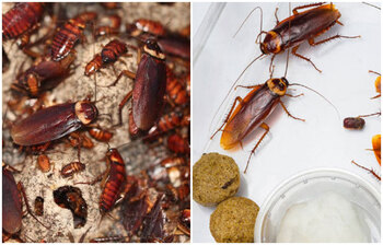 খুব সহজে রান্নাঘর থেকে তেলাপোকা দূর করবেন যেভাবে