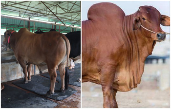 কৃত্রিম উপায়ে মোটাতাজা করা গরু চেনার উপায়