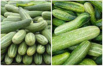 যে সময় শসা খেলে শরীরের ক্ষতি হয়