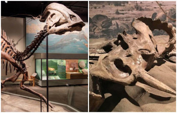 ডাইনোসরের হাড়ে ক্যান্সার নিয়ে নতুন তথ্য