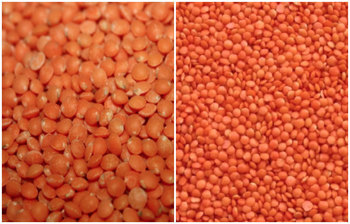 মসুর ডাল কেন খাবেন?