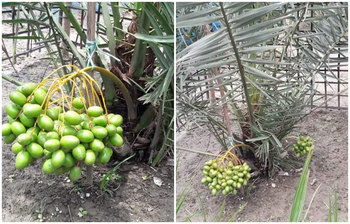 সৌদি খেজুর চাষ করে সফল সোলাইমানের গল্প