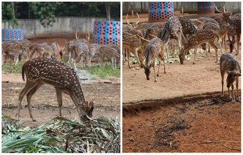 দৃষ্টিনন্দন চিত্রা হরিণ