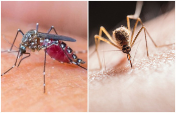 ডেঙ্গু থেকে দূরে থাকতে যেসব খাবার খাবেন