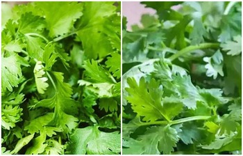 যে কারণে নিয়মিত ধনেপাতা খাবেন