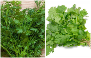 ধনেপাতা খেলে যে উপকার হয়