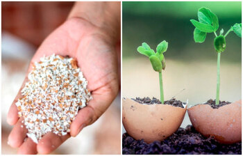 ডিমের খোসা যেসব কাজে লাগে