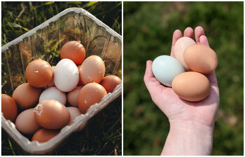 এই গরমে যে নিয়মে ডিম খাবেন