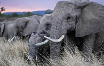 হাতি সম্পর্কে জেনে নিন অজানা তথ্য