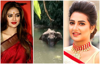 সেই হাতি নিয়ে যা বললেন তারকারা