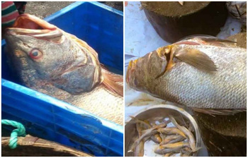 কোটি টাকায় বিক্রি হলো ঘোল মাছ