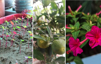 সানজিদার বেলকনি বাগান