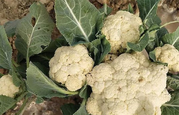 একটি গাছে ৬টি ফুলকপি