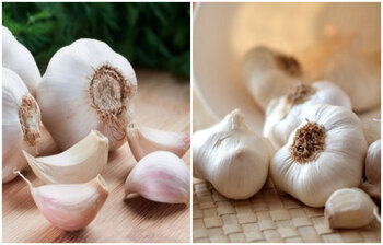 যেভাবে রসুন খেলে ব্যাকটেরিয়া প্রতিরোধ করা যাবে