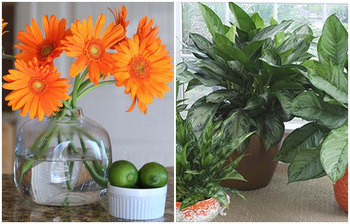 ঘর দূষণ মুক্ত রাখবে যেসব গাছ