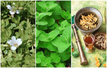 সুস্থ থাকতে যে ৫ ভেষজ ব্যবহার করবেন