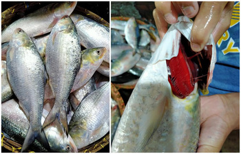 নদীর তাজা ও আসল ইলিশ চিনবেন যেভাবে