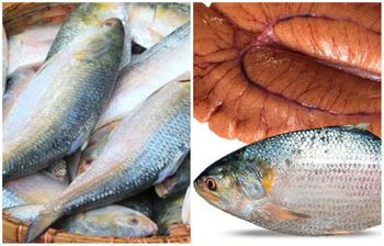 ইলিশ মাছে ডিম আছে কি না বুঝবেন যেভাবে