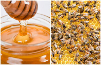 যে কারণে শীতকালে মধু খাবেন