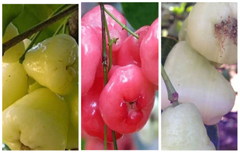 যে কারণে জামরুল খাবেন