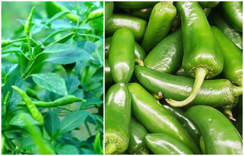 কাঁচা মরিচ যেসব স্বাস্থ্য ঝুঁকি থেকে বাঁচায়