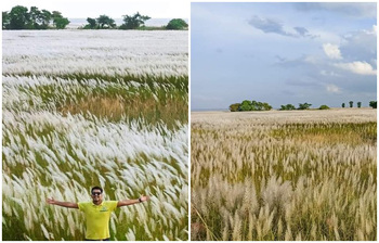 দিগন্তজোড়া দৃষ্টিনন্দন কাশফুল