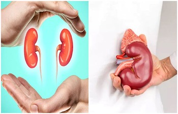 যেসব বদভ্যাসে কিডনির মারাত্মক ক্ষতি হয়