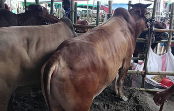 কোরবানির গরুর যত্ন নেবেন যেভাবে