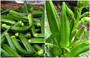 এই সময়ে যে কারণে ঢেঁড়শ খাবেন