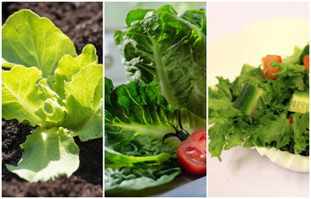লেটুস পাতা যেসব রোগ সারায়