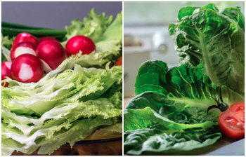 লেটুস পাতা কেন খাবেন?