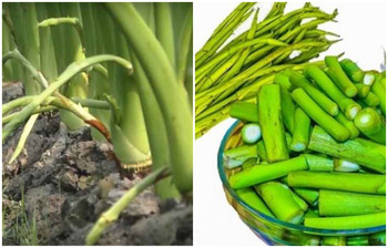 কচুর লতি পরিষ্কারের সহজ উপায়