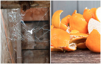 মাকড়সার উপদ্রব বন্ধ করবেন যেভাবে