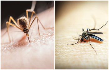 মশা তাড়ানোর কয়েকটি সহজ উপায়