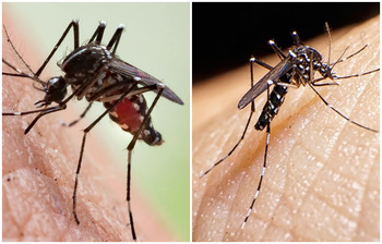 ঘরোয়া উপায়ে সহজে মশা তাড়াবেন যেভাবে