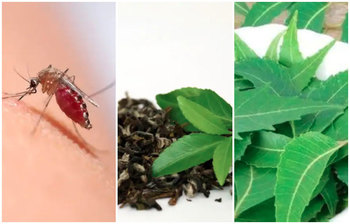 যেসব সহজ উপায়ে মশার কামড় থেকে বাঁচবেন