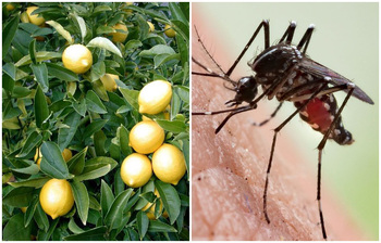 বর্ষায় মশা থেকে বাঁচতে বাড়িতে যেসব গাছ লাগাবেন